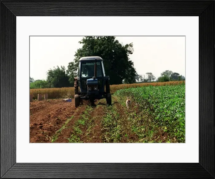 Framed Print : A tractor is being driven on Broadfield farm in Tetbury owned by Prince Charles Framed Print : A tractor is being driven on Broadfield farm in Tetbury owned by Prince Charles