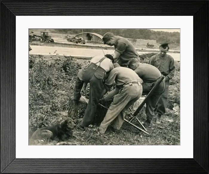 Framed Print : George the mongrel dog attached himself to the Canadian Royal Engineers who blast huge