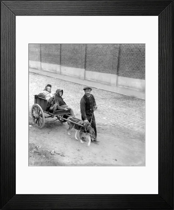 Framed Print : World War I An old Belgian woman in cart drawn by a dog Circa 1914 Framed Print : World War I An old Belgian woman in cart drawn by a dog Circa 1914