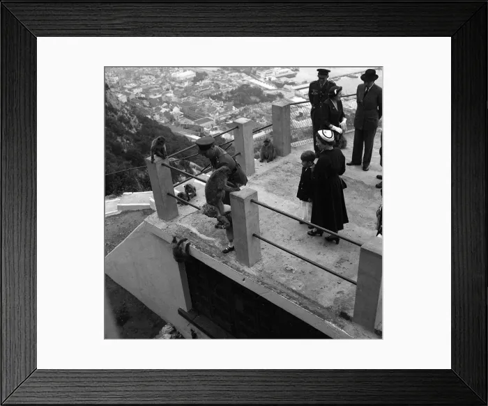 Framed Print : Prince Charles and Princess Anne May 1954 are given food to feed the Barbary Framed Print : Prince Charles and Princess Anne May 1954 are given food to feed the Barbary