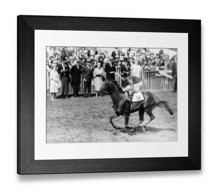 Framed Print : Milford Horseracing & jockey Lester Piggott June 1979 rides past Members of