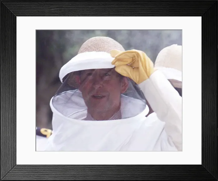 Framed Print : Prince Charles wearing a bee protection suit in March 1999, during his visit of Argentina Framed Print : Prince Charles wearing a bee protection suit in March 1999, during his visit of Argentina
