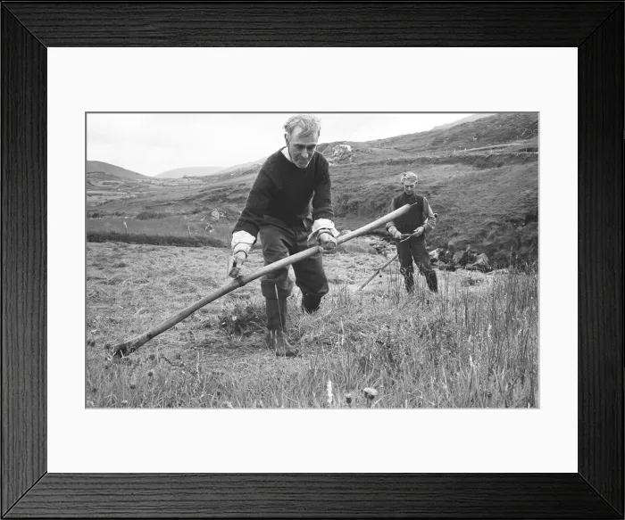 Framed Print : Farmers gathering in the hay in the hills and fields over looking the County Donegal Framed Print : Farmers gathering in the hay in the hills and fields over looking the County Donegal