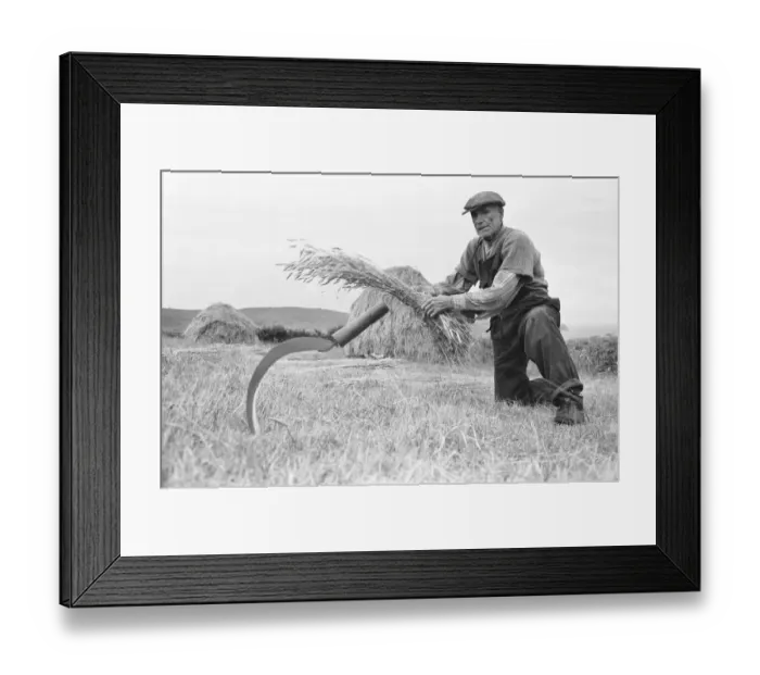 Framed Print : Farmer gathering in the havest in the fields and hills in Framed Print : Farmer gathering in the havest in the fields and hills in
