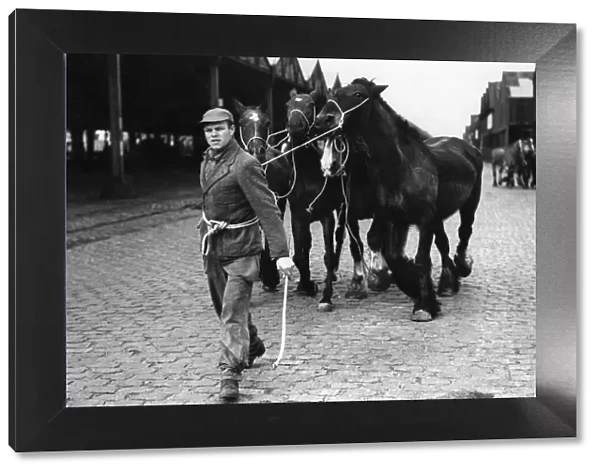 The end of the journey. In Antwerp, a horse is now three times more valuable dead than