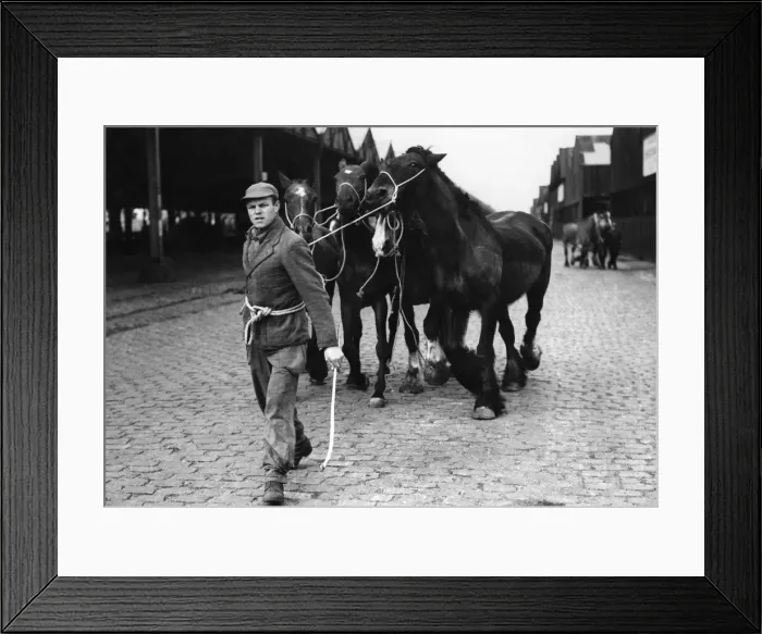 Framed Print : The end of the journey. In Antwerp, a horse is now three times more valuable dead than Framed Print : The end of the journey. In Antwerp, a horse is now three times more valuable dead than