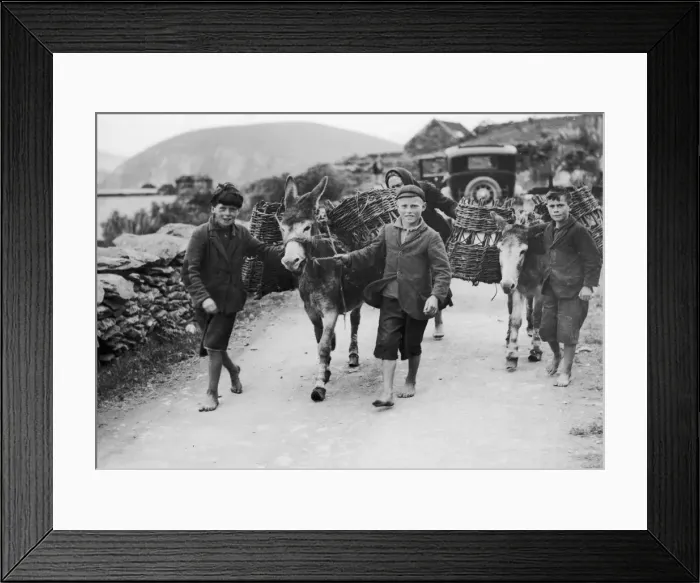 Framed Print : Donkeys with Straharadas the Irish word for this twin basket arragement Framed Print : Donkeys with Straharadas the Irish word for this twin basket arragement