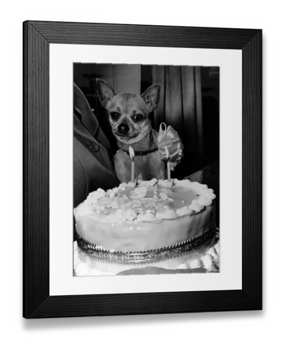 Framed Print : The late actress Coral Brown who threw a birthday party for Charlie her Chohuahua