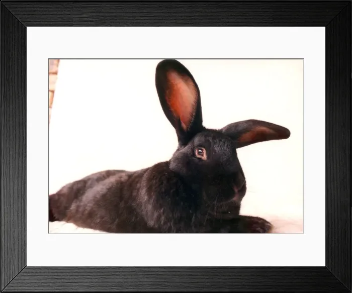 Framed Print : Cole the giant rabbit Framed Print : Cole the giant rabbit