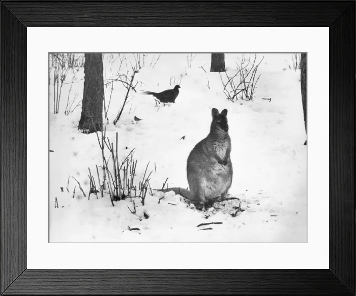 Framed Print : This little wallaby knows the winter is almost over Framed Print : This little wallaby knows the winter is almost over