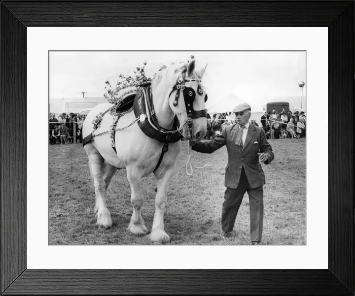 Framed Print : Ben the horse wins Best Dressed Horse Section at the Lanchester Show