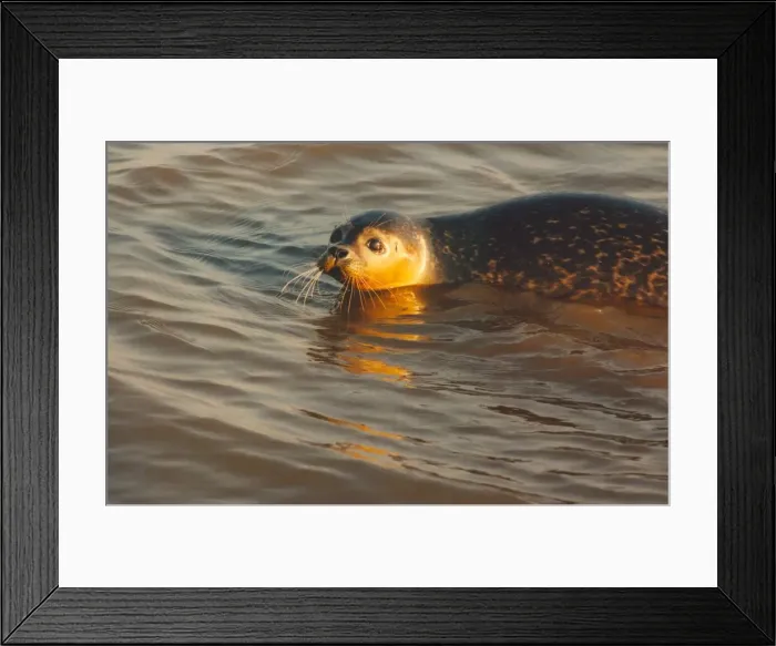 Framed Print : Howie the seal at Seal Sands, Teeside