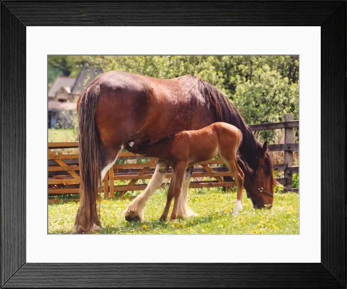 Framed Print : A Clydesdale horse with an Arabian foal she is fostering Framed Print : A Clydesdale horse with an Arabian foal she is fostering