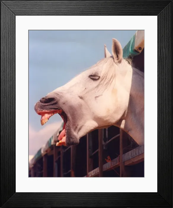 Framed Print : A Lipizzaner stallion enjoying a joke
