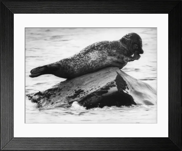 Framed Print : A lonely seal at Wylam