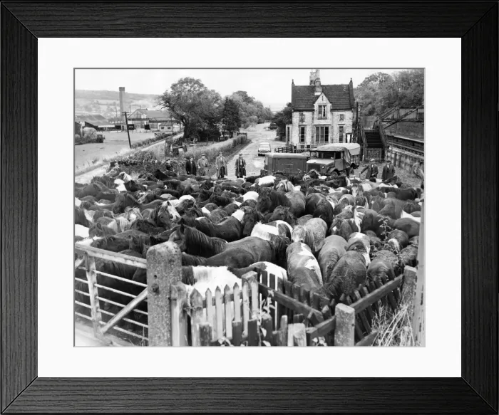 Framed Print : These Shetland ponies at Wollsingtham leave the station to graze in the fields until they Framed Print : These Shetland ponies at Wollsingtham leave the station to graze in the fields until they