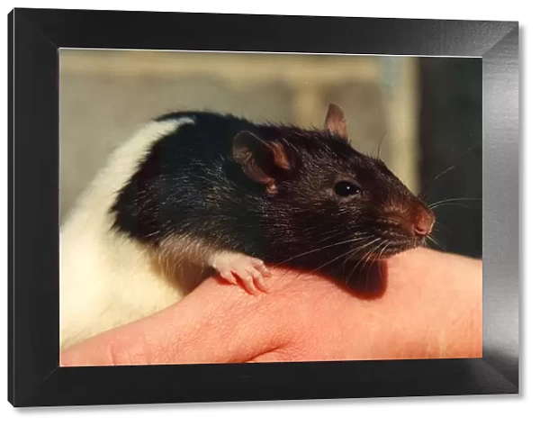 A rat sitting on a hand