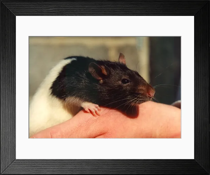Framed Print : A rat sitting on a hand Framed Print : A rat sitting on a hand
