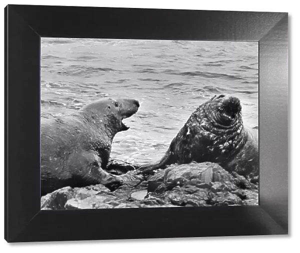 Two adult seals fight it out over this patch of rock
