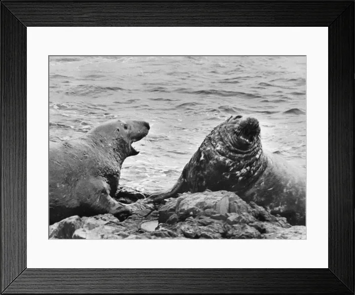Framed Print : Two adult seals fight it out over this patch of rock