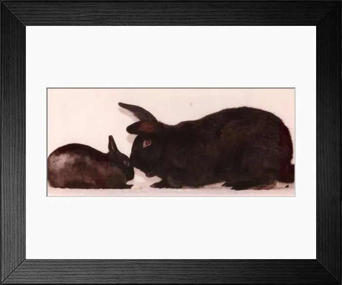 Framed Print : Cole the giant rabbit with his friend little Casper Framed Print : Cole the giant rabbit with his friend little Casper