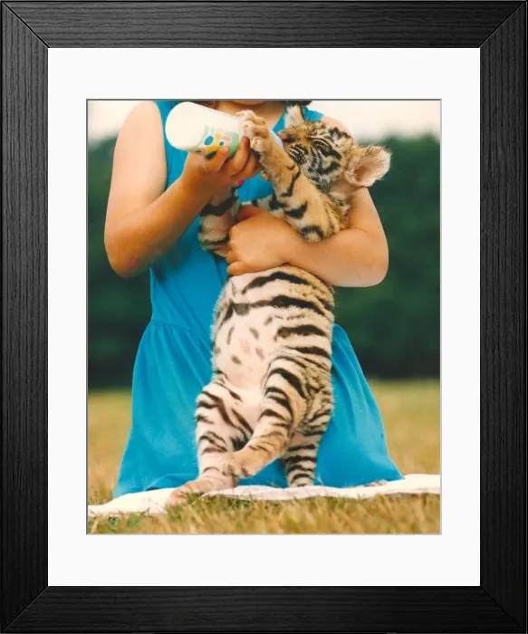Framed Print : Poodle the tiger cub takes a well earned milk break from his exertions at the Circus Framed Print : Poodle the tiger cub takes a well earned milk break from his exertions at the Circus