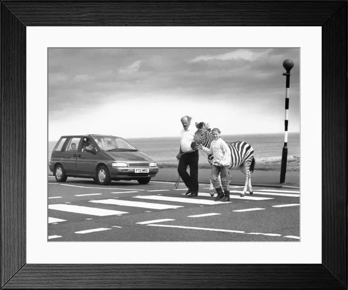 Framed Print : Humbug the zebra crosses a zebra crossing in Tynemouth on his way to the circus Framed Print : Humbug the zebra crosses a zebra crossing in Tynemouth on his way to the circus