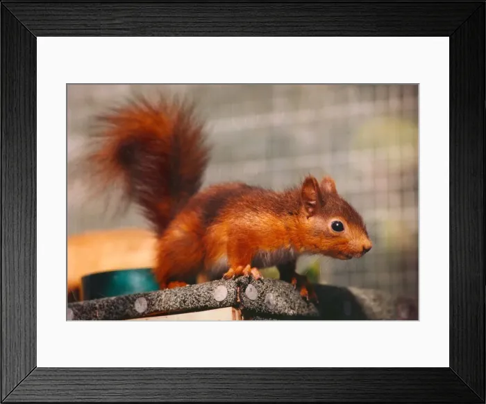 Framed Print : A curious squirrel Framed Print : A curious squirrel