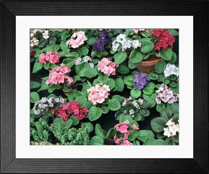 Framed Print : Plants, Violets Framed Print : Plants, Violets