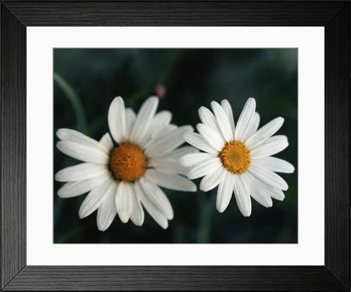 Framed Print : Argyranthemum Flower
