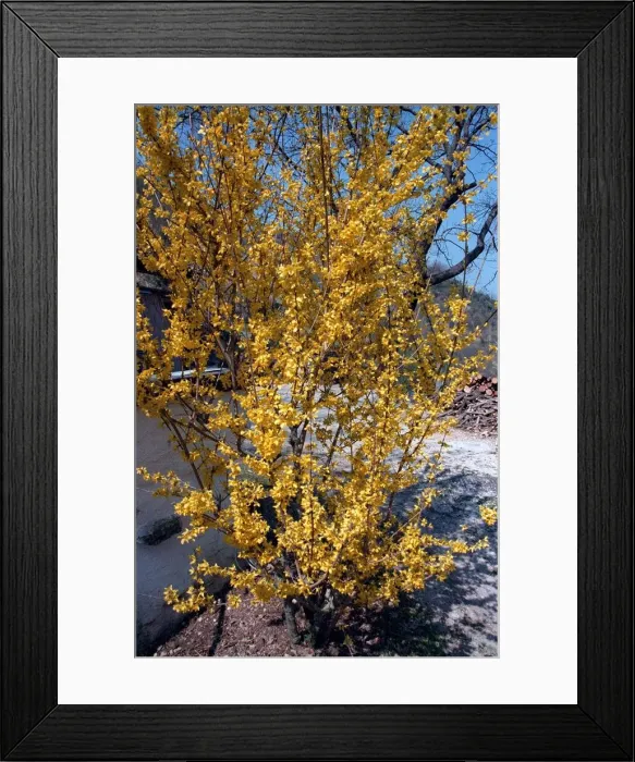 Framed Print : Forsythia Tree Framed Print : Forsythia Tree