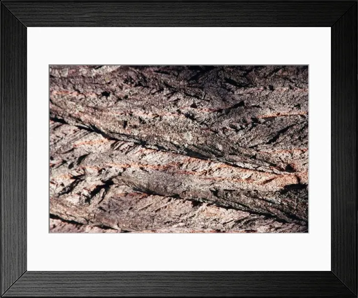  : Tree Bark A©Mirrorpix