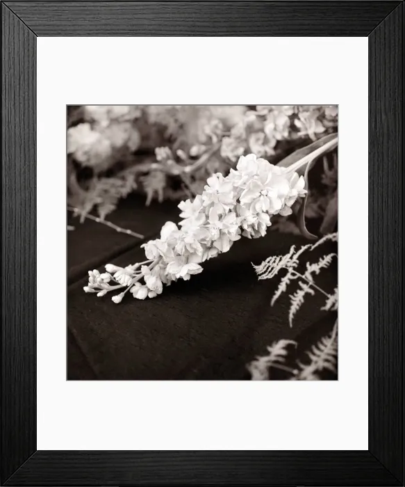 Framed Print : Blossom of budleia branch Butterfly plant Circa 1960 Framed Print : Blossom of budleia branch Butterfly plant Circa 1960