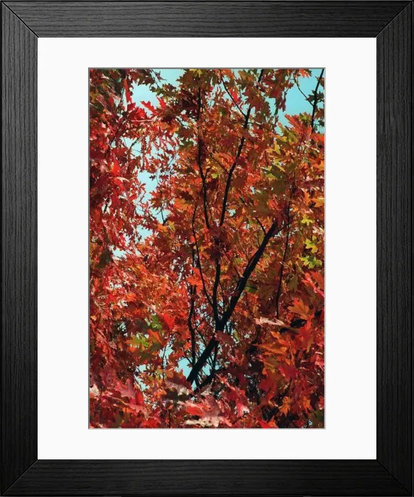 : Trees Autumn Colours : Trees Autumn Colours
