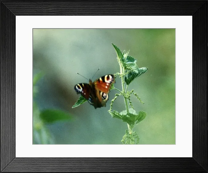 Framed Print : Peacock Butterfly Framed Print : Peacock Butterfly