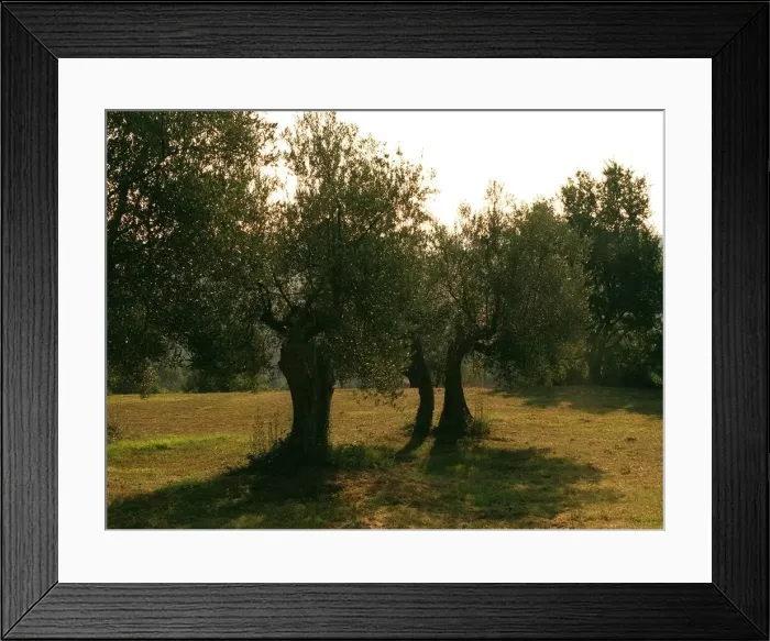 Framed Print : Olive Trees, Italy, Umbria Framed Print : Olive Trees, Italy, Umbria
