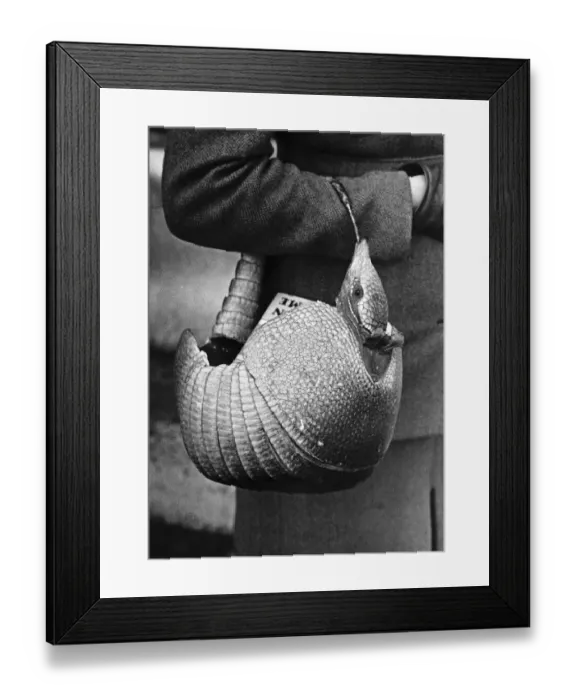 Framed Print : Fashion shopping bag made from the complete skin of an armadillo February 1950