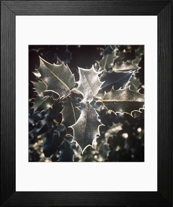 Framed Print : Holly Tree, March 1973 Frost on holly Framed Print : Holly Tree, March 1973 Frost on holly