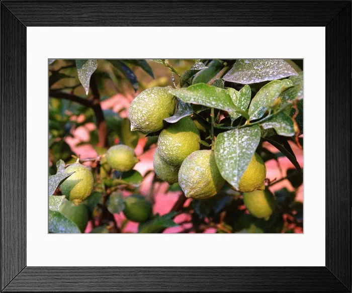 Framed Print : Lemon Tree - Italy Food Fruit Lemons Framed Print : Lemon Tree - Italy Food Fruit Lemons