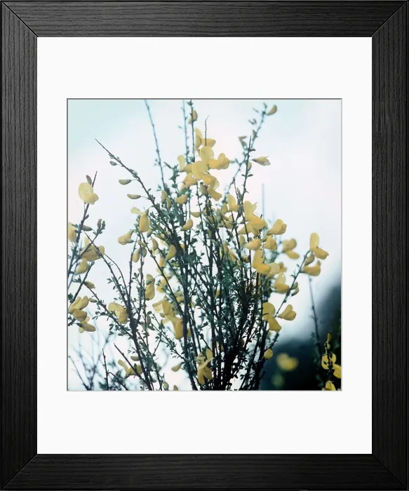 Framed Print : Flowers, October 1972