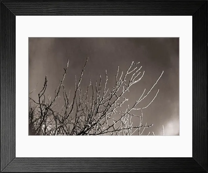 Framed Print : Weather Frost Heavy Frost on the Broom of a Crab Tree Framed Print : Weather Frost Heavy Frost on the Broom of a Crab Tree
