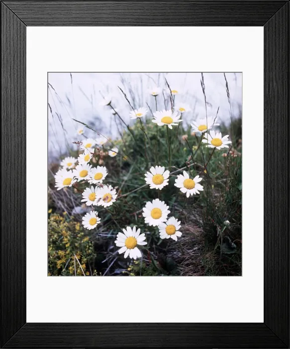Framed Print : Alpine Flowers - August 1979