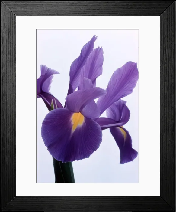Framed Print : Iris Xiphium - August 1979 Framed Print : Iris Xiphium - August 1979