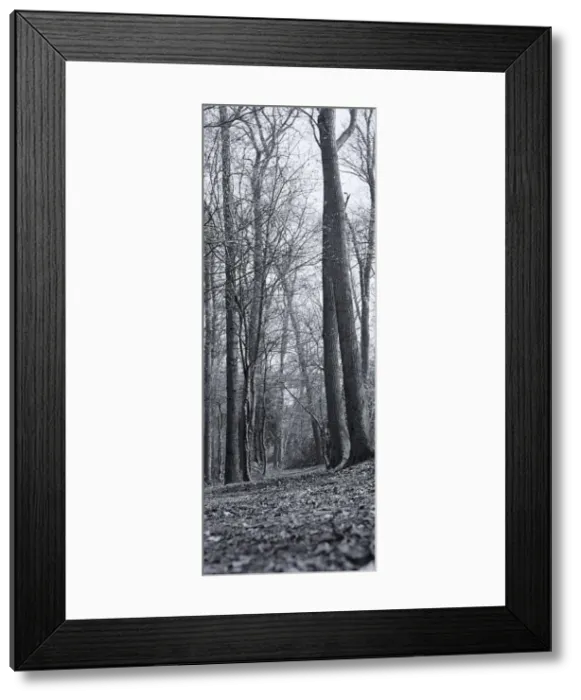 Framed Print : Oakhill Park East Barnet circa 1958 Framed Print : Oakhill Park East Barnet circa 1958