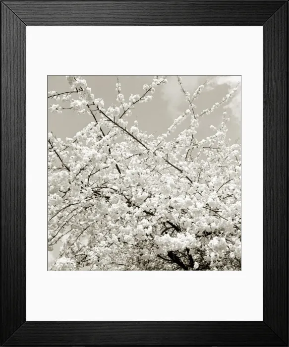 Framed Print : Blossom tree Date unknown Framed Print : Blossom tree Date unknown