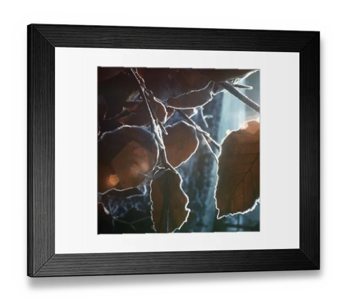 Framed Print : Leaves, March 1973 Framed Print : Leaves, March 1973