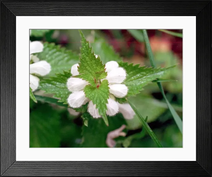 Framed Print : Stinging nettles Framed Print : Stinging nettles