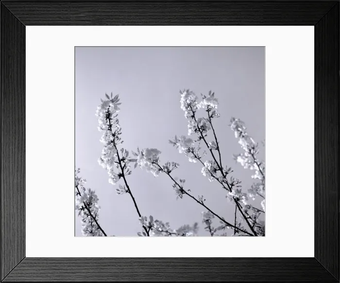Framed Print : Japanese Cherry Tree in Spring circa 1958