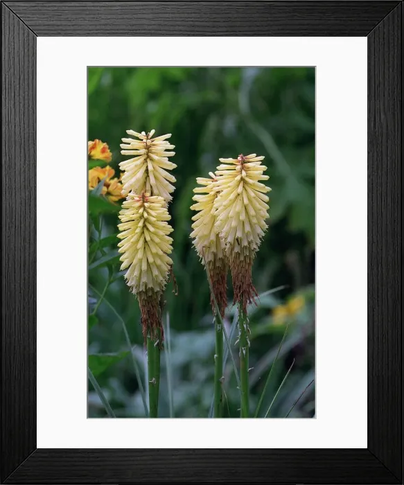 Framed Print : Cream flower in Bill Chudziak garden 1998 Framed Print : Cream flower in Bill Chudziak garden 1998