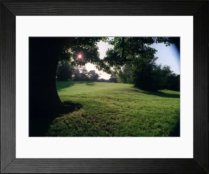 Framed Print : Trees in park at Sundown in Essex Framed Print : Trees in park at Sundown in Essex
